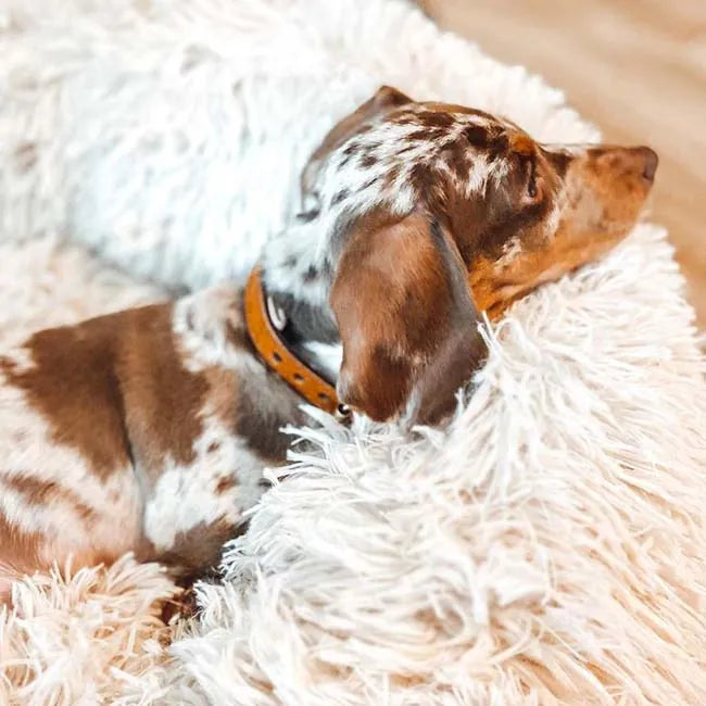 PawHaven™ Calming Donut Dog Bed